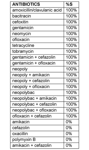 Corynebacterium amycolatum